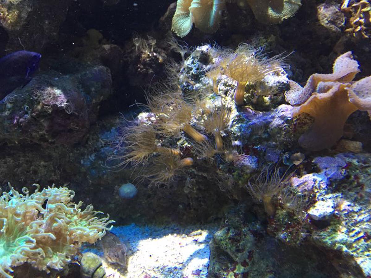 How to deal with Aiptasia (Pest Anemone) - HOBBLIFE