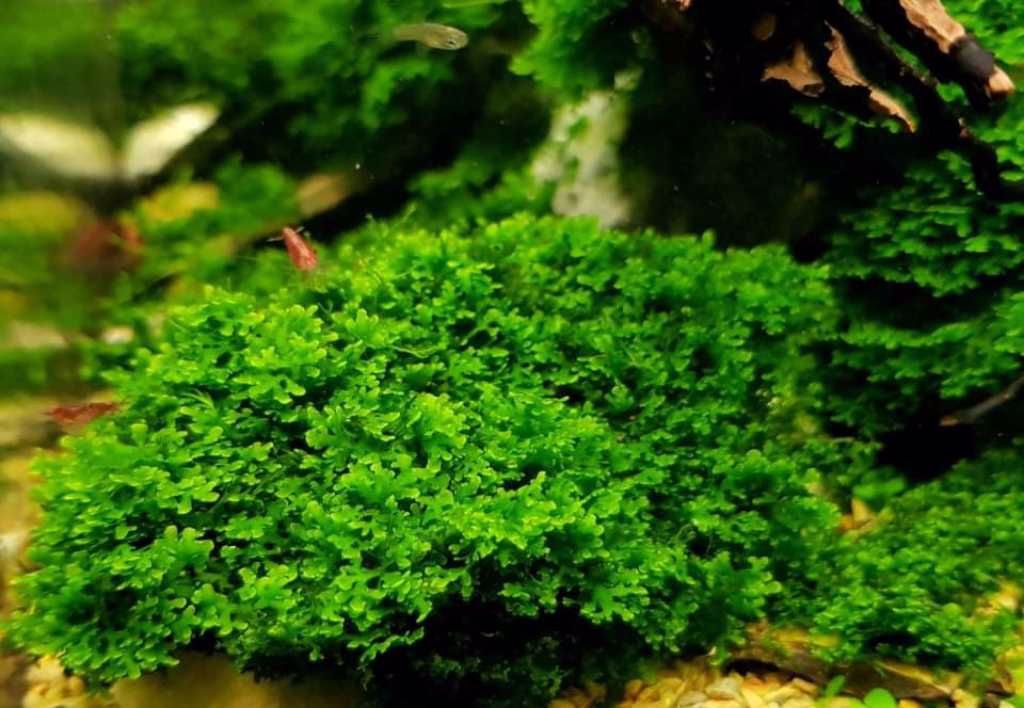 Riccardia chamedryfolia - Коралов мъх - HOBBLIFE