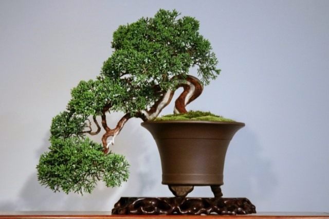 Bonsai11640x426.jpg