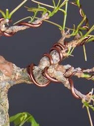 1chinese_maple_bonsai_wired_grande.jpg