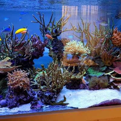 Mixed Reef Aquarium 1500 liters