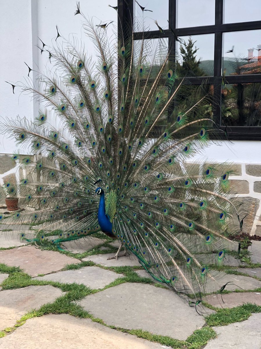 peacock